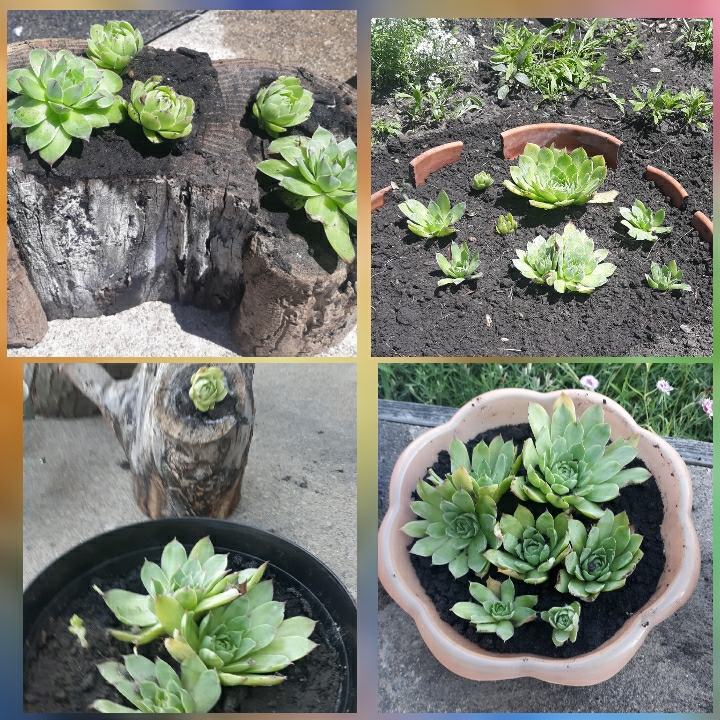 plant image 1355584