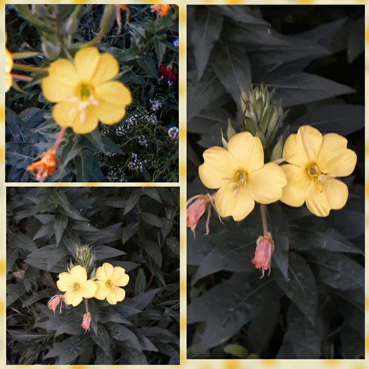 Plant image Oenothera
