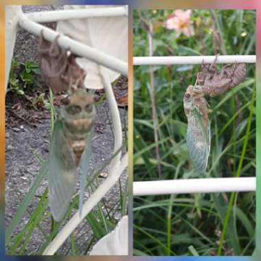 Jennifer's garden