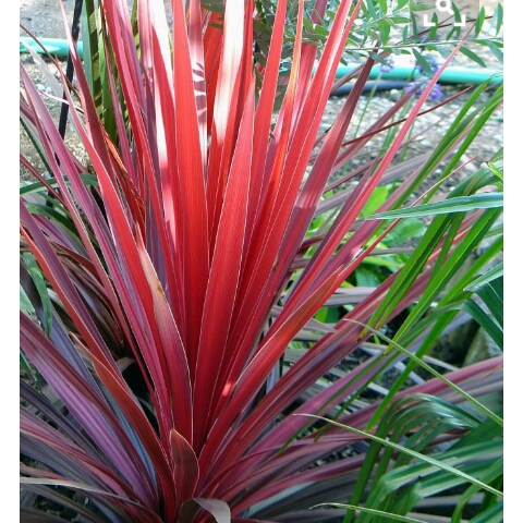 plant image 301899