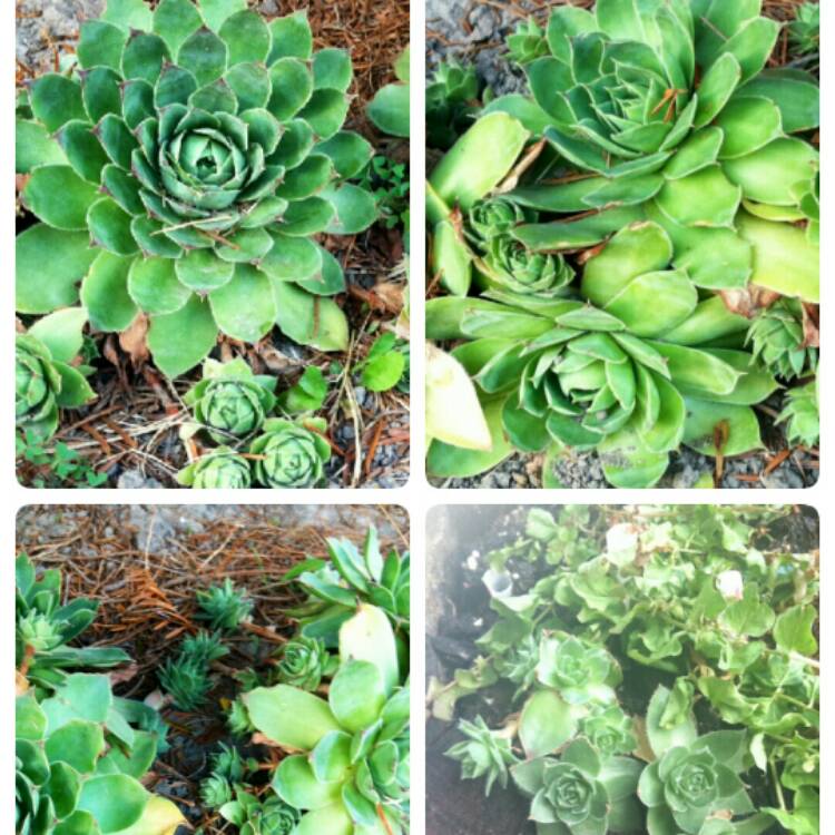 plant image 318877