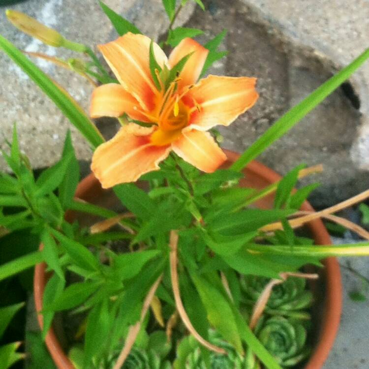 Plant image Lilium 'Tiger Babies Group' syn. Lilium 'Tiger Babies'
