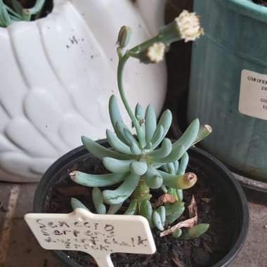 Senecio Serpens