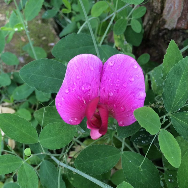 Plant image Lathyrus annuus 'Hothem Red'