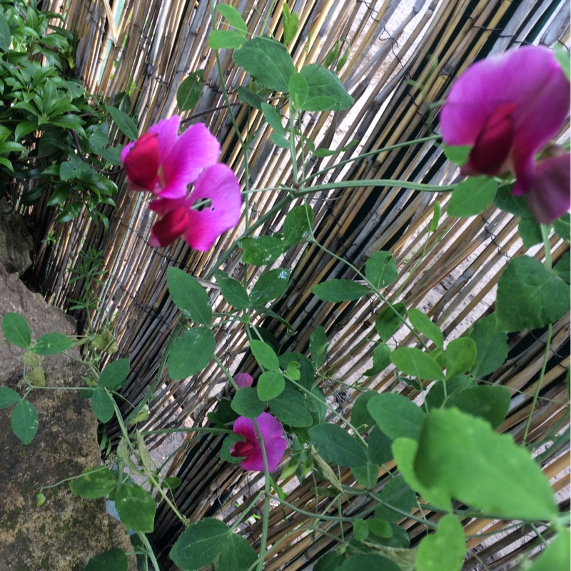 Plant image Lathyrus annuus 'Hothem Red'