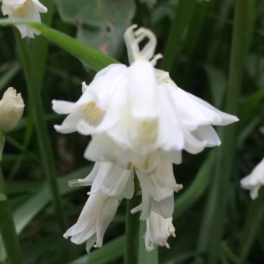 Angela's garden