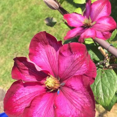 Clematis