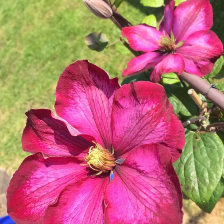 plant image 424090