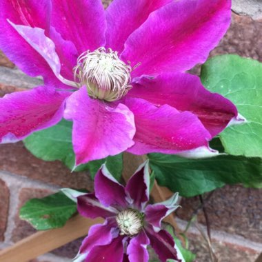 Clematis (Pruning Group 1 - Early Flowering Cultivars)