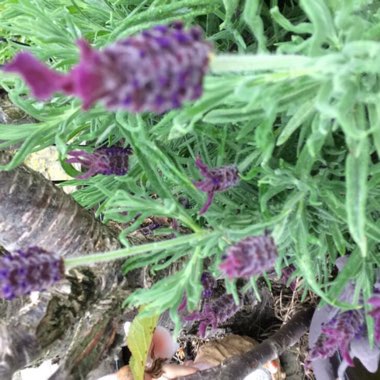 Angela's garden