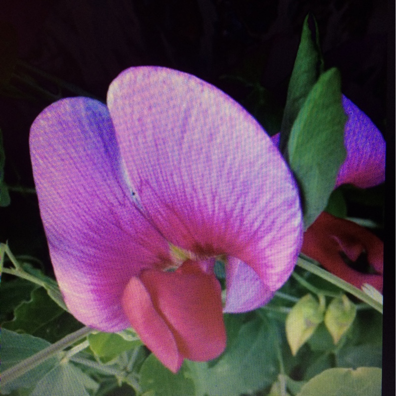 plant image 55656