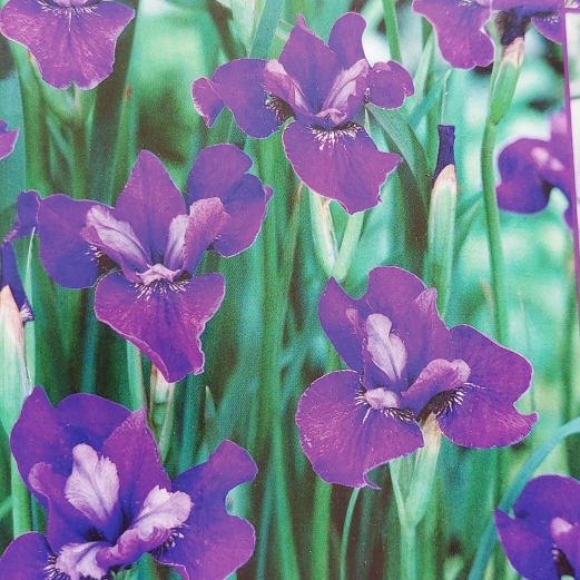 Plant image Iris sibirica 'Blue King'