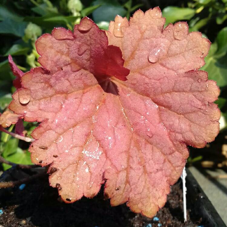 Plant image Heuchera 'Berry Smoothie'