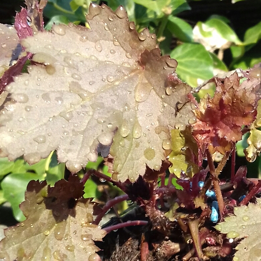 Plant image Heuchera 'Black Beauty'