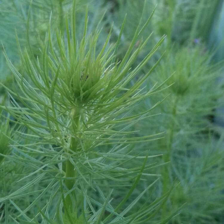 plant image 1012598 plant image 1012598