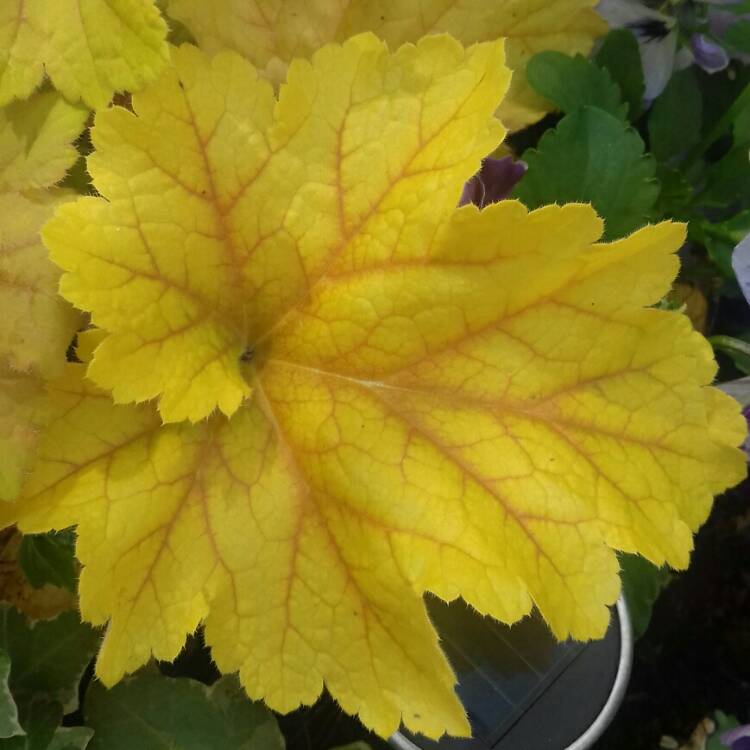 plant image 1018428