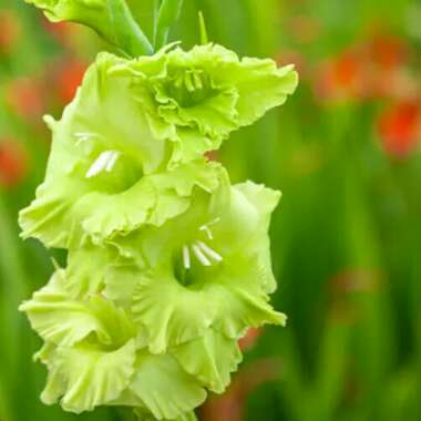 Gladiolus