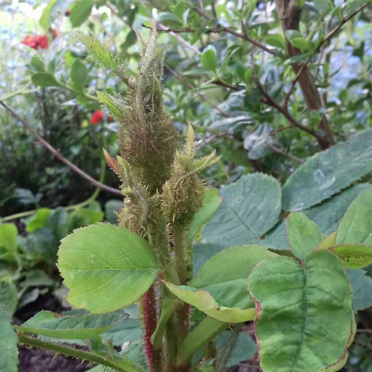 plant image 1032320