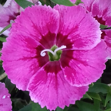 plant image 1043810