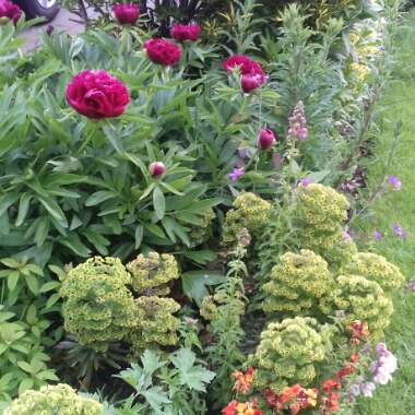 Paeonia officinalis 'Rubra Plena'