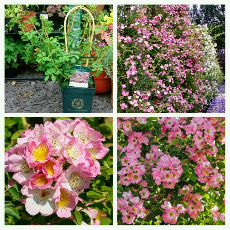Plant image Rosa 'Kew Rambler'