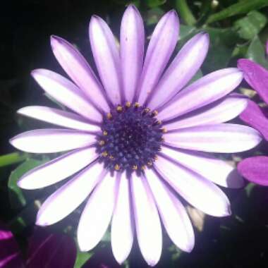 Osteospermum