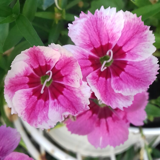 plant image 1056608