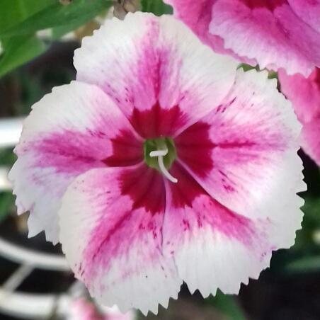Plant image Dianthus barbatus