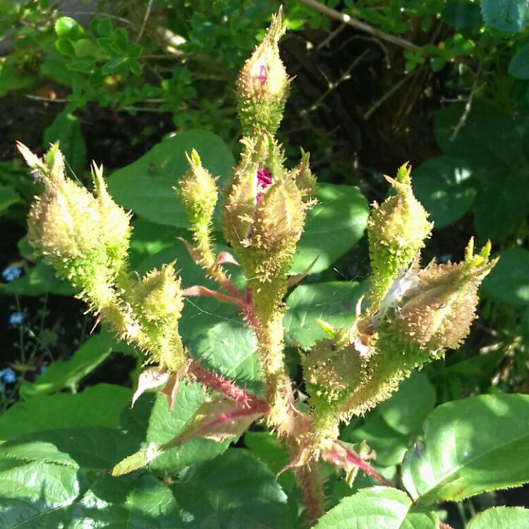 plant image 1058561