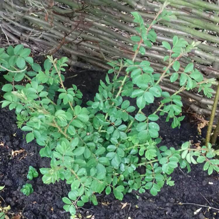 plant image 1059445