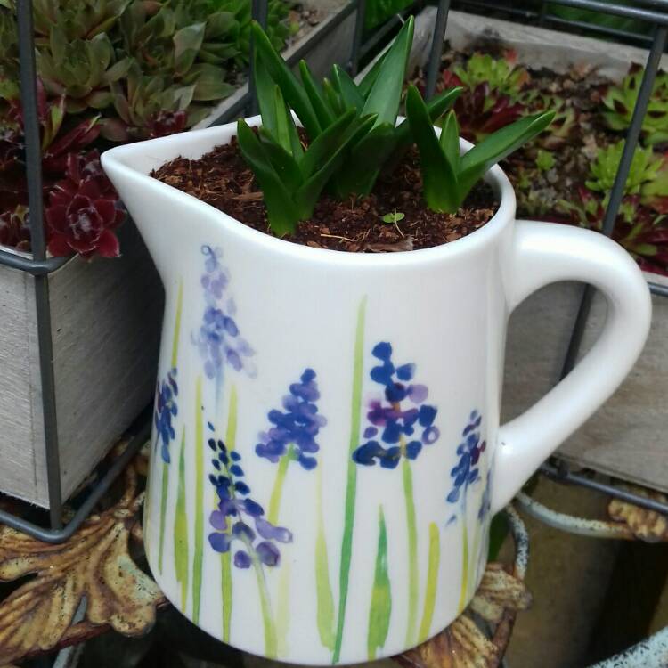 Plant image Muscari armeniacum 'Peppermint'