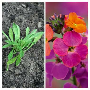 Erysimum 'Innerywinorch' syn. Erysimum 'Winter Orchid'