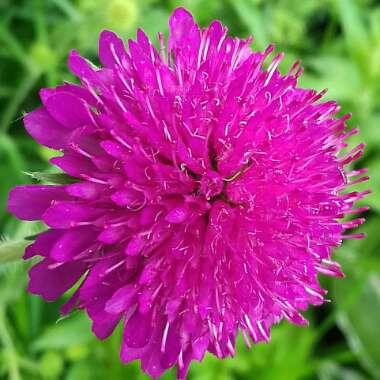 Knautia macedonica 'Melton Pastels'
