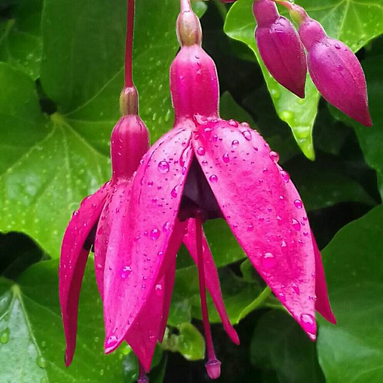 Plant image Fuchsia 'Blackie'