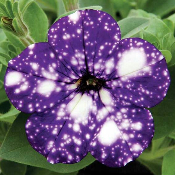 plant image 1071314 plant image 1071314