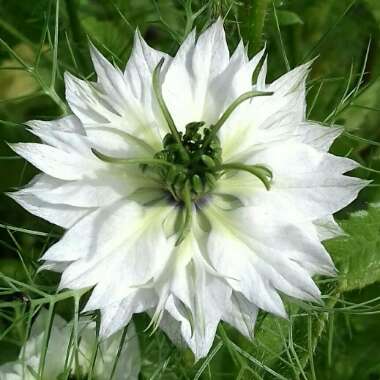 Nigella papillosa 'African Bride'
