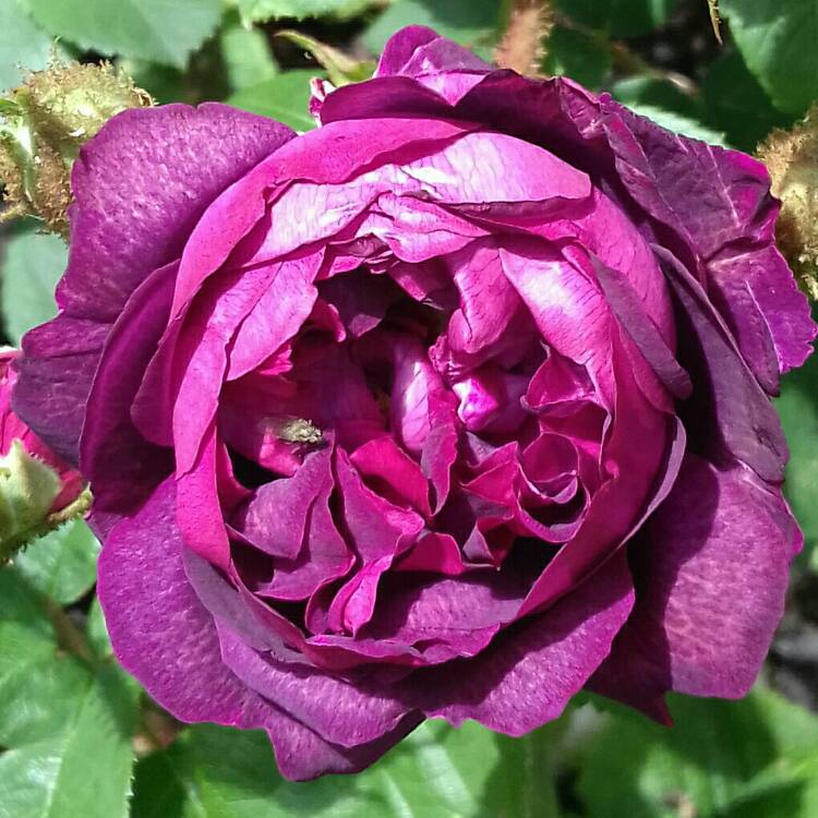 plant image 1083616