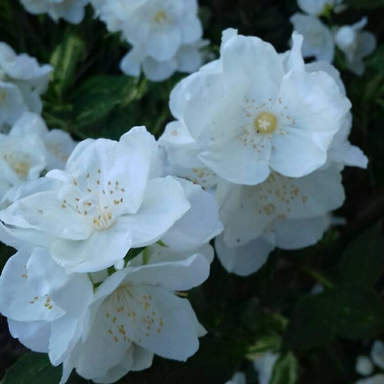 plant image 1093589