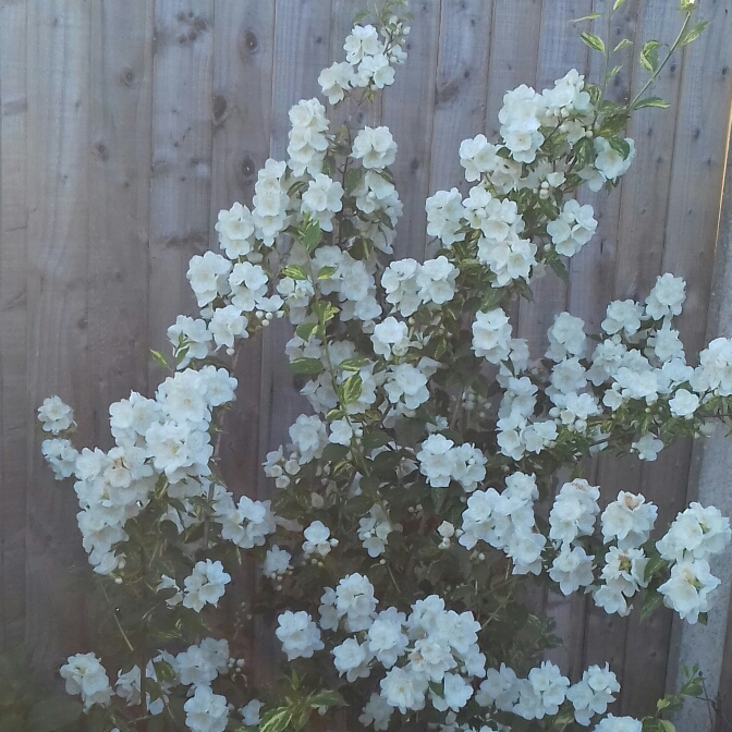 plant image 1093590