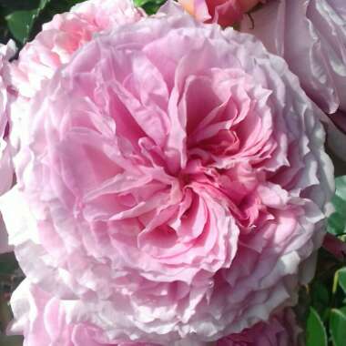 Rosa 'Auscrystal' syn. Rosa 'James Galway'