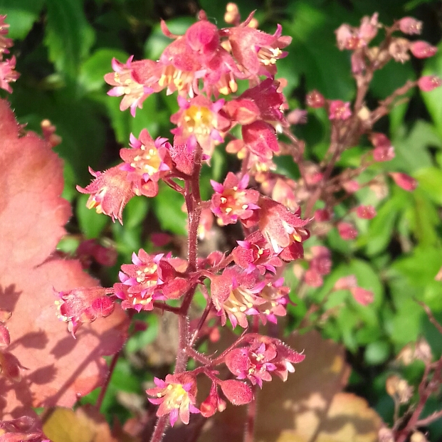 Plant image Heuchera 'Cherry Cola'