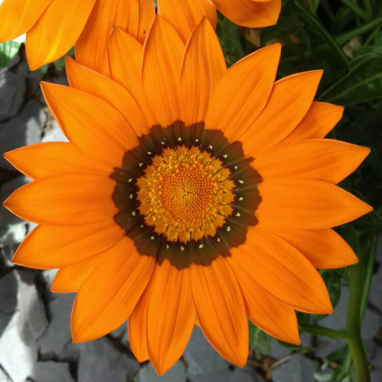 Plant image Gazania
