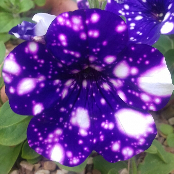 plant image 1136311 plant image 1136311