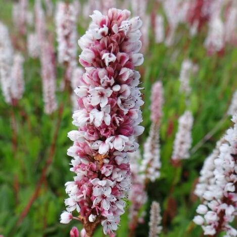 Plant image Persicaria