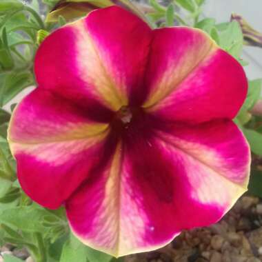 Petunia