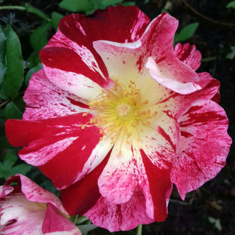 plant image 1138473 plant image 1138473