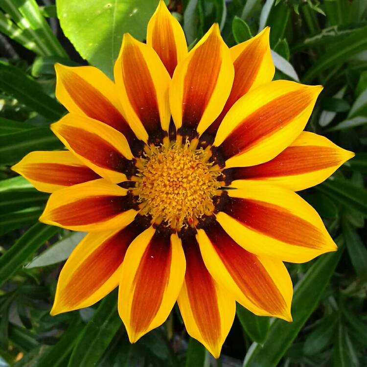 plant image 1146771