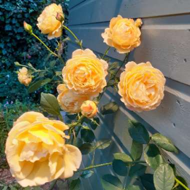 Rosa