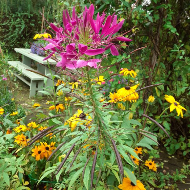 plant image 1177005 plant image 1177005