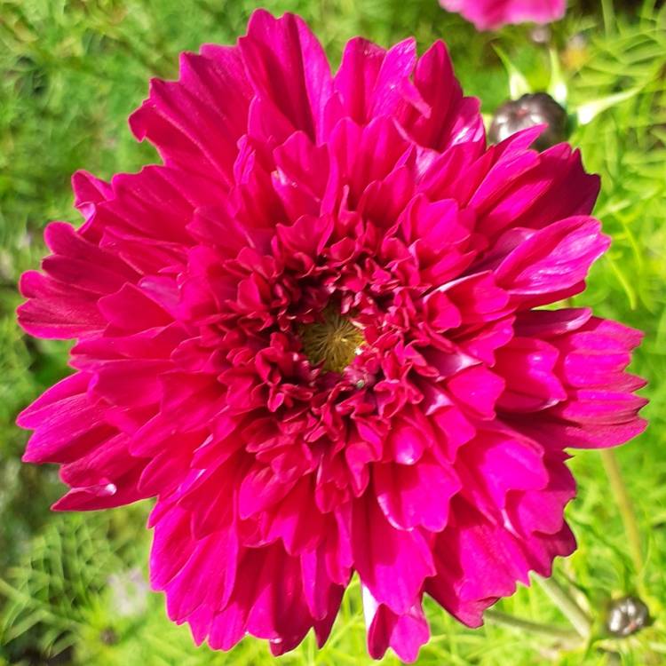 plant image 1181604